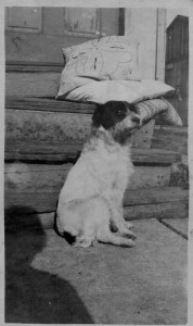 Portrait Dog 1917