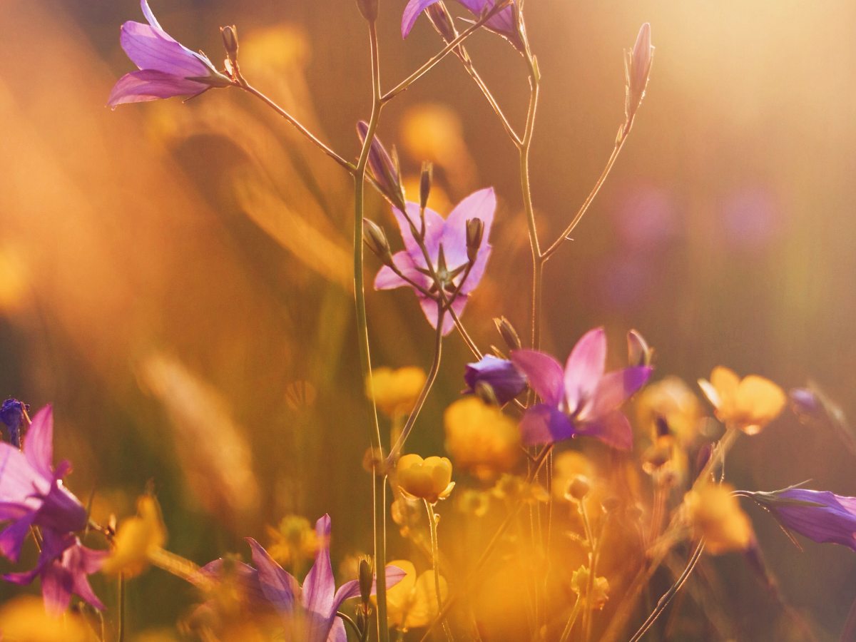 The Grass Widow&nbsp;Scandal